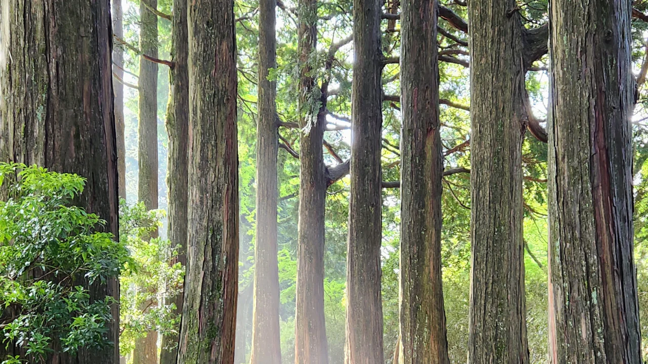 Beautiful forest in Japan, anxiety relief
